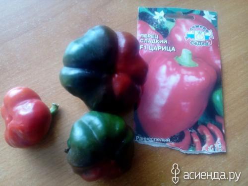 Что делать с невызревшим горьким перцем. Перец недозрел