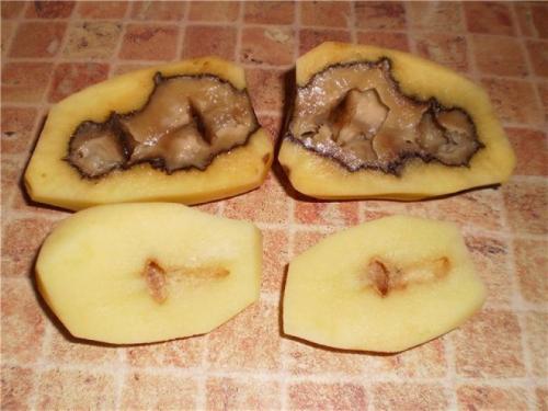 Почему замороженный картофель сладкий. Можно ли есть подмороженную картошку, опасна ли она и как это влияет на вкус