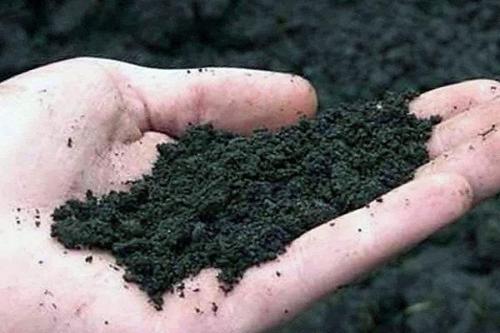 Как часто поливать сальвию. Рассадный способ