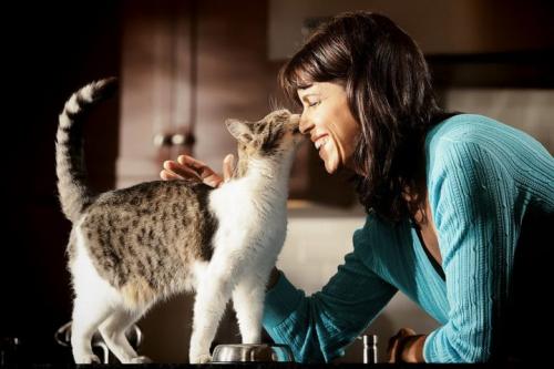 Может ли изменение поведения кошек быть связано с их социальным окружением