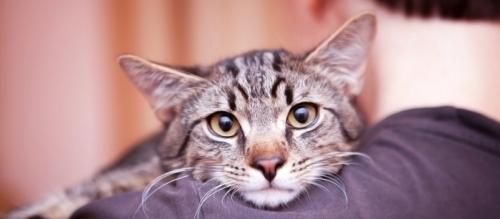 Может ли изменение поведения кошек быть связано с их социальным окружением