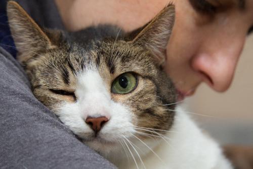 Как изменение поведения кошек может повлиять на их социальные взаимодействия с другими кошками. Социальны ли кошки?