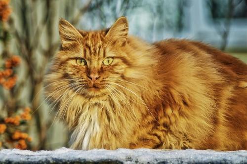 Может ли изменение поведения кошек быть связано с их возрастом. Как меняется психология кота по мере его взросления?