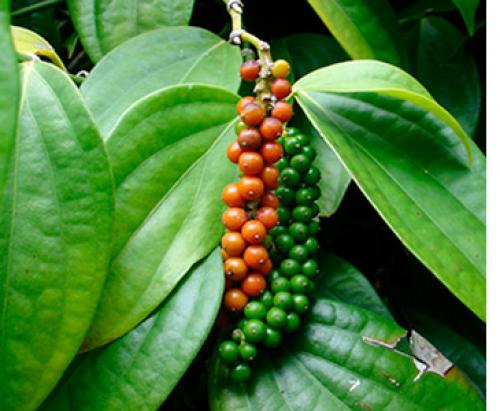 В чем отличия разных видов перца. Чем отличаются виды перцев? 01 В чем отличия разных видов перца. Чем отличаются виды перцев? 01