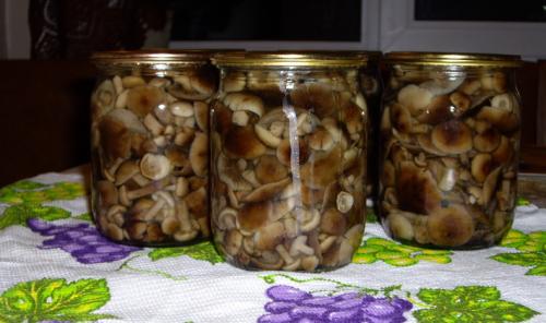Маринованные опята, как в магазине. Опята маринованные на зиму в домашних условиях: 6 рецептов быстрого приготовления