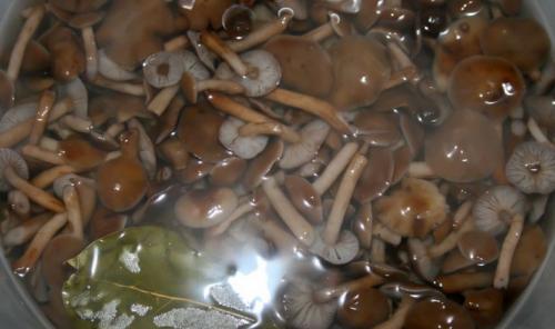 Маринованные опята, как в магазине. Опята маринованные на зиму в домашних условиях: 6 рецептов быстрого приготовления