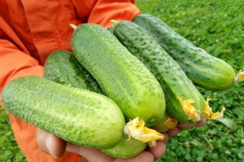 Лучшие сорта огурцов для открытого грунта: фото и названия (каталог)