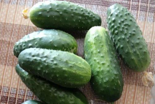 Лучшие сорта огурцов для открытого грунта: фото и названия (каталог)