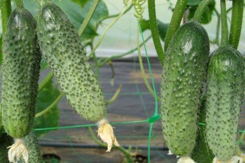 Лучшие сорта огурцов для открытого грунта: фото и названия (каталог)