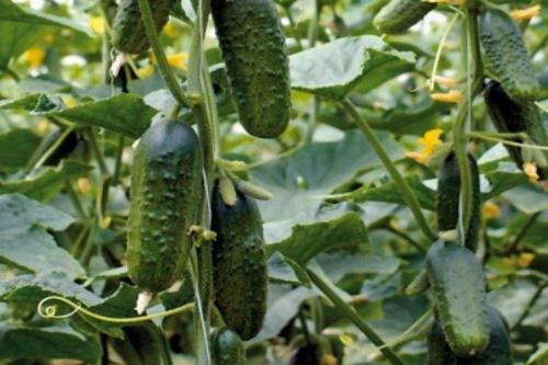 Лучшие сорта огурцов для открытого грунта: фото и названия (каталог)
