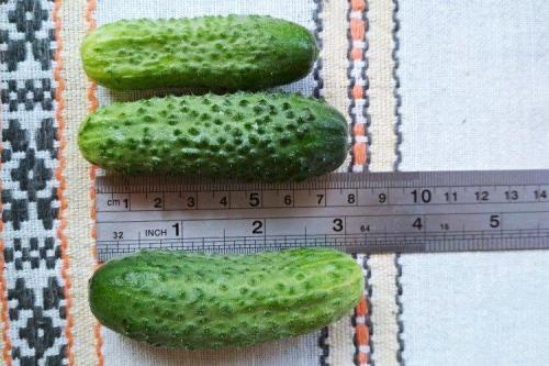 Лучшие сорта огурцов для открытого грунта: фото и названия (каталог)