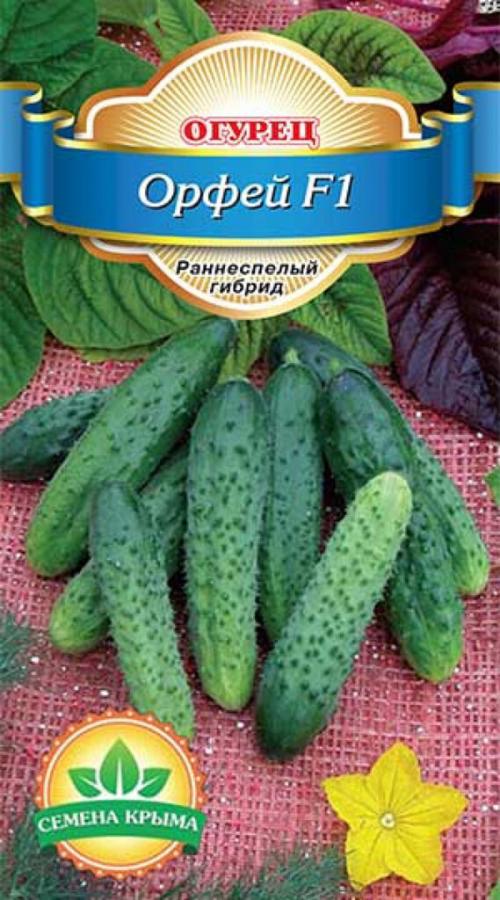 Самые неприхотливые огурцы для открытого грунта. Лучшие сорта самоопыляемых огурцов для открытого грунта