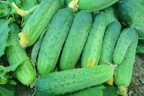 Самые неприхотливые огурцы для открытого грунта. Лучшие сорта самоопыляемых огурцов для открытого грунта