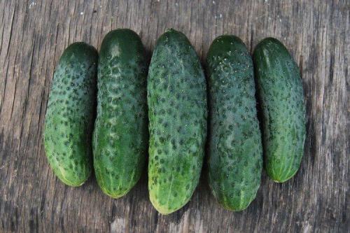 Лучшие сорта огурцов для открытого грунта: фото и названия (каталог)