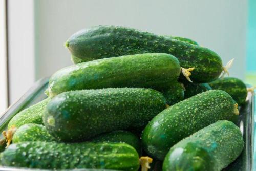 Лучшие сорта огурцов для открытого грунта: фото и названия (каталог)