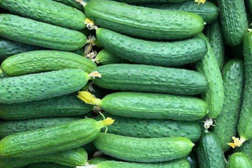 Лучшие сорта огурцов для открытого грунта: фото и названия (каталог)