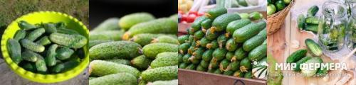 Лучшие сорта огурцов для засолки и консервирования. Огурцы для консервирования: сорта