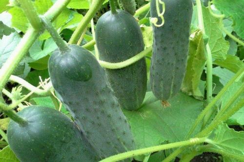 Лучшие сорта огурцов для открытого грунта: фото и названия (каталог)