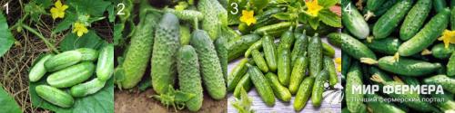 Лучшие сорта огурцов для засолки и консервирования. Огурцы для консервирования: сорта