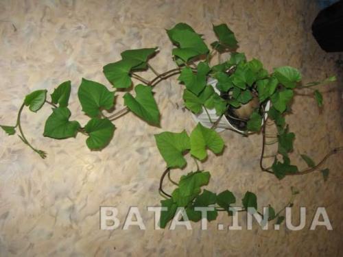 Рассада батата. Время закладки на рассаду