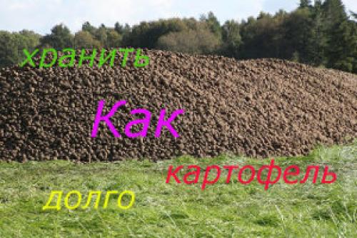 Как хранить картошку. Как хранить картофель долго