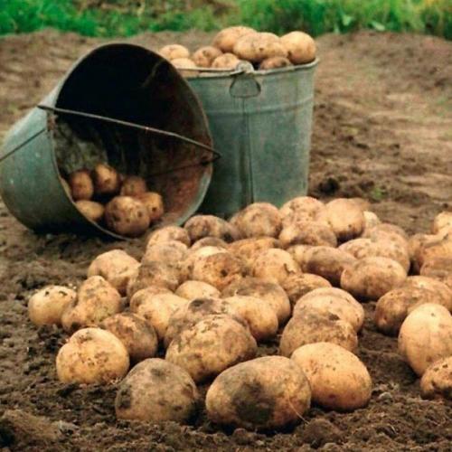 Как хранить картошку. Как хранить картофель долго