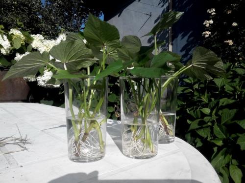 Секреты и правила выращивания батата в средней полосе. Особенности роста 06