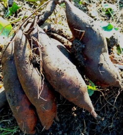 Секреты и правила выращивания батата в средней полосе. Особенности роста