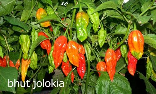 Почему перец острый и как измеряют жгучесть. Что такое шкала Сковилла? 13 Почему перец острый и как измеряют жгучесть. Что такое шкала Сковилла? 13