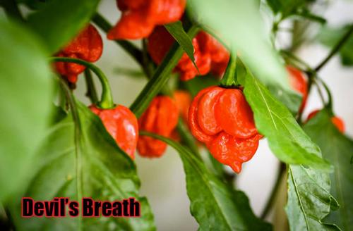 Почему перец острый и как измеряют жгучесть. Что такое шкала Сковилла? 12 Почему перец острый и как измеряют жгучесть. Что такое шкала Сковилла? 12