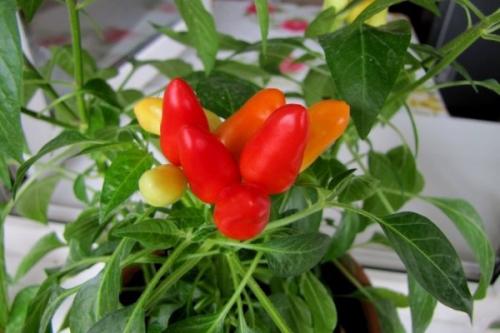 Сорта перца для выращивания на подоконнике. Популярные сорта комнатного острого перца и технология его выращивания