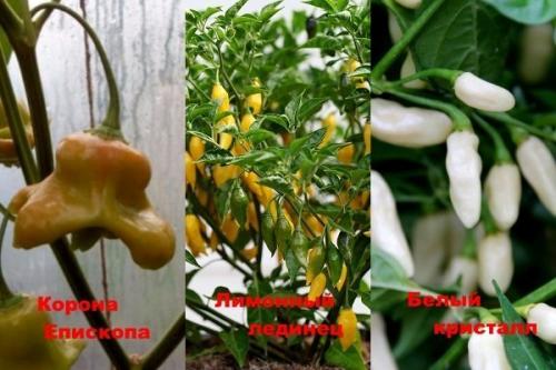 Сорта перца для выращивания на подоконнике. Популярные сорта комнатного острого перца и технология его выращивания