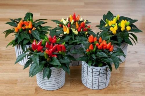 Сорта перца для выращивания на подоконнике. Популярные сорта комнатного острого перца и технология его выращивания