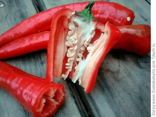 Самые ароматные сорта перца для Паприки. Сладкий перец 'Паприка'. Старый проверенный друг