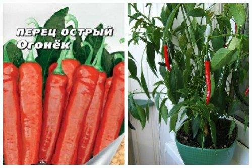 Сладкий перец на подоконнике сорта. Популярные сорта перцев для выращивания в доме