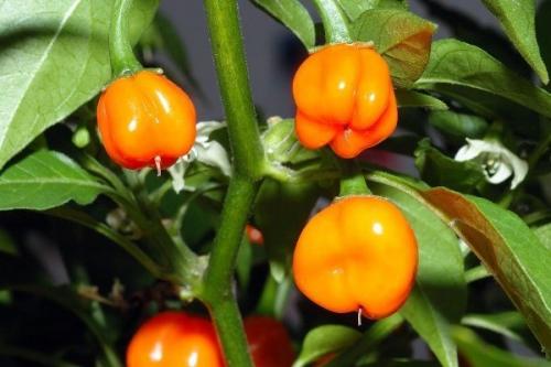 Сорта перца для выращивания на подоконнике. Популярные сорта комнатного острого перца и технология его выращивания