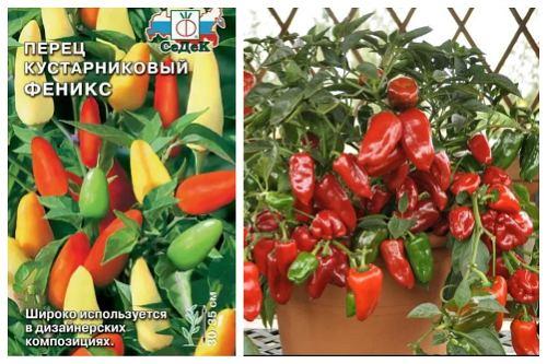 Сладкий перец на подоконнике сорта. Популярные сорта перцев для выращивания в доме