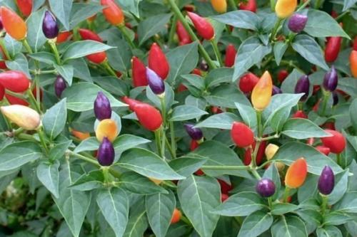 Сорта перца для выращивания на подоконнике. Популярные сорта комнатного острого перца и технология его выращивания