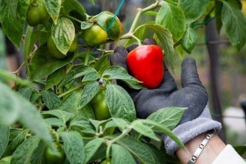Сорта перца для выращивания на подоконнике. Популярные сорта комнатного острого перца и технология его выращивания