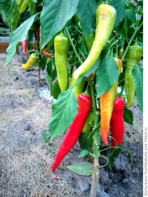 Самые ароматные сорта перца для Паприки. Сладкий перец 'Паприка'. Старый проверенный друг