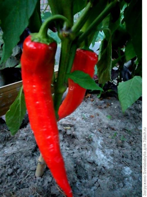 Самые ароматные сорта перца для Паприки. Сладкий перец 'Паприка'. Старый проверенный друг