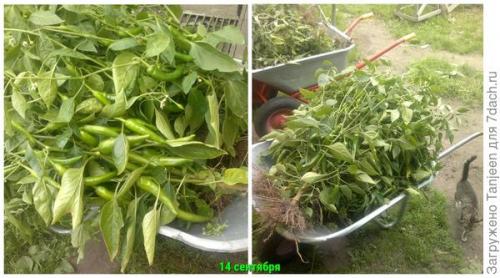 Сорта острого перца для подмосковья. Урожай под солнцем. Обзор перцев острых