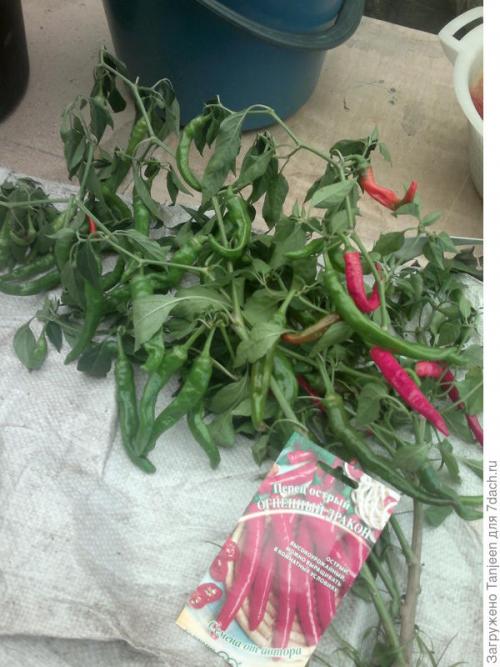 Сорта острого перца для подмосковья. Урожай под солнцем. Обзор перцев острых