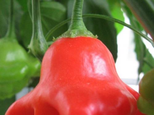 Самые популярные сорта острого перца для открытого грунта. Сорта острого перца для закрытого грунта