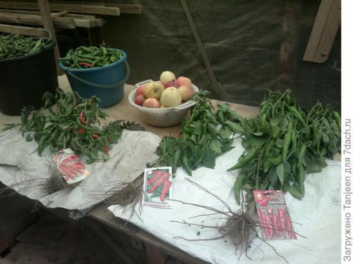 Сорта острого перца для подмосковья. Урожай под солнцем. Обзор перцев острых