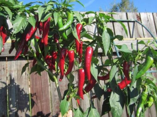 Самые популярные сорта острого перца для открытого грунта. Сорта острого перца для закрытого грунта