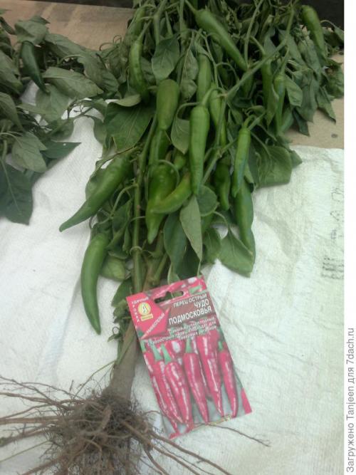 Сорта острого перца для подмосковья. Урожай под солнцем. Обзор перцев острых