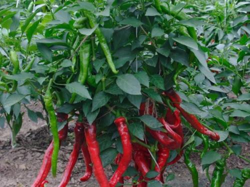 Самые популярные сорта острого перца для открытого грунта. Сорта острого перца для закрытого грунта