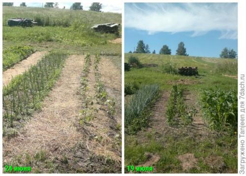 Сорта острого перца для подмосковья. Урожай под солнцем. Обзор перцев острых