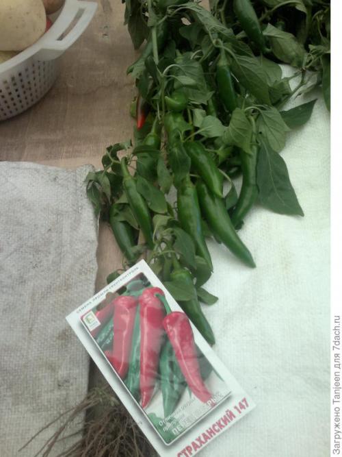 Сорта острого перца для подмосковья. Урожай под солнцем. Обзор перцев острых